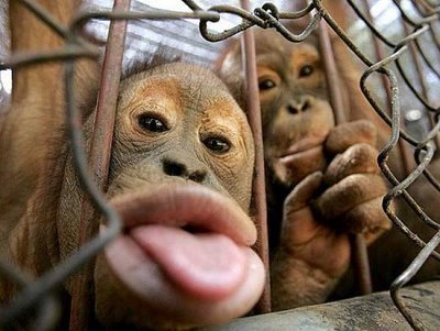 tongue-18123.jpg