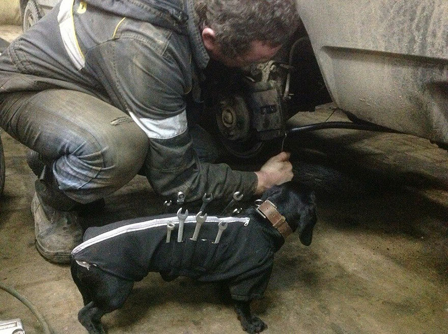 tool-dog-dachshund-suit-auto-mechanic-20.jpg