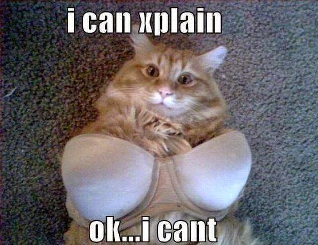 Top-10-Funny-Cat-Jokes-for-Adults-2.jpg