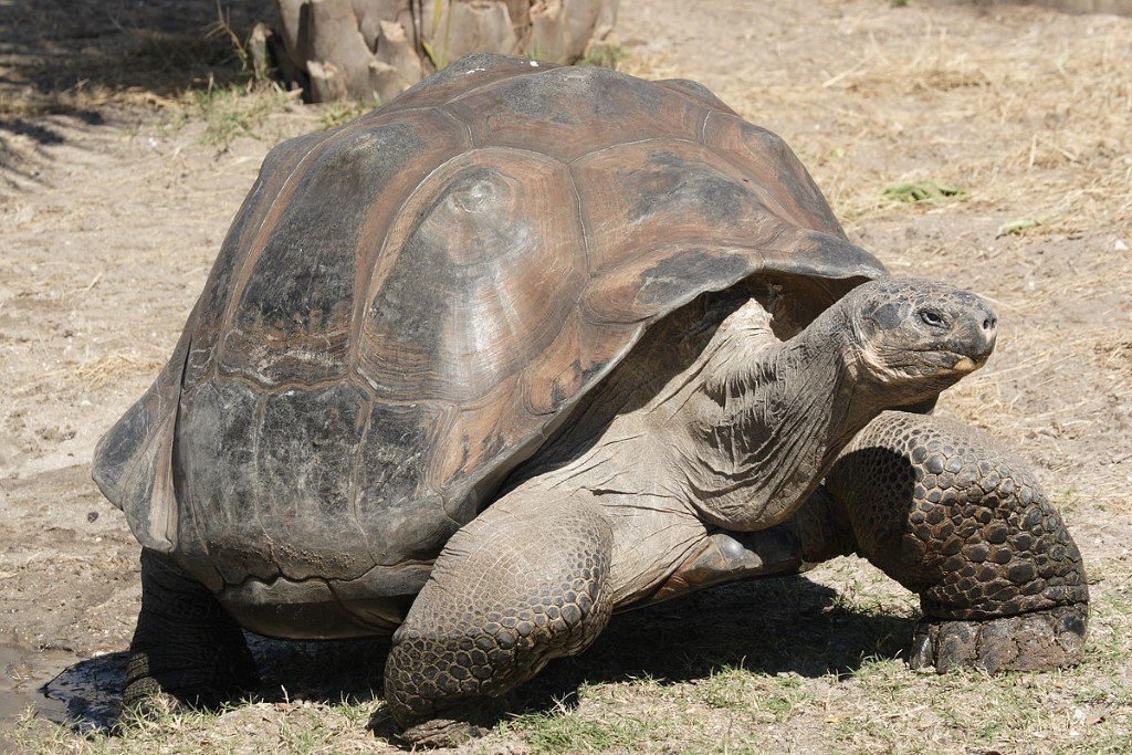 Tortoise.jpg