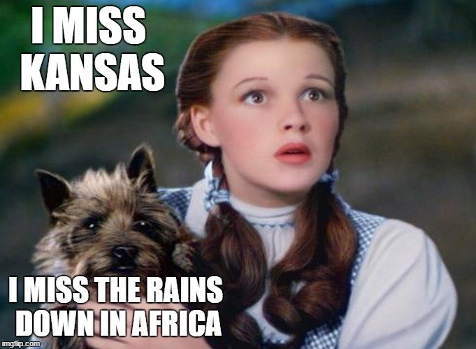 Toto.jpg