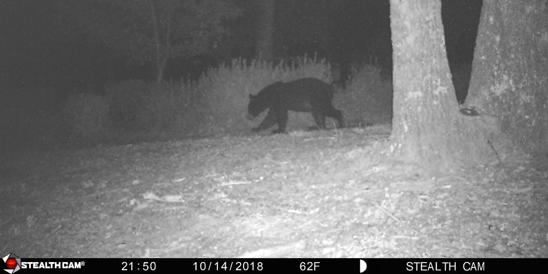 Trail Cam 10.14.jpg
