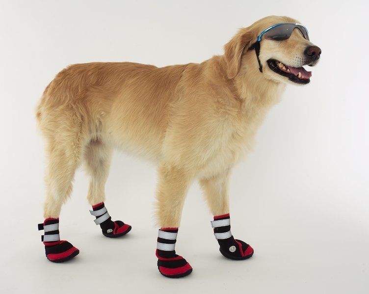 trail-trackers-dog-boots_1_1_1_1_1.jpg