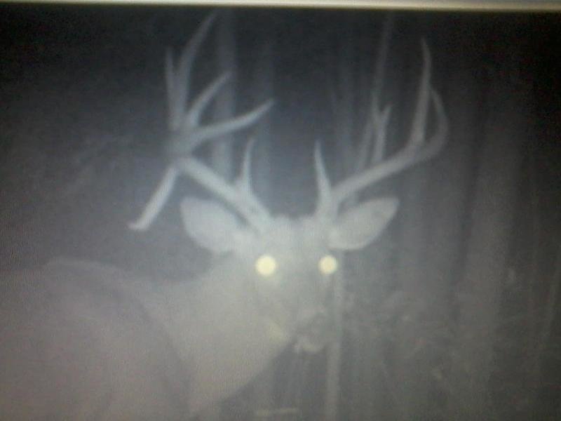 trailcamborax_8c752d6c3b2afbe46be5c274c045fa52e674ef25.jpg