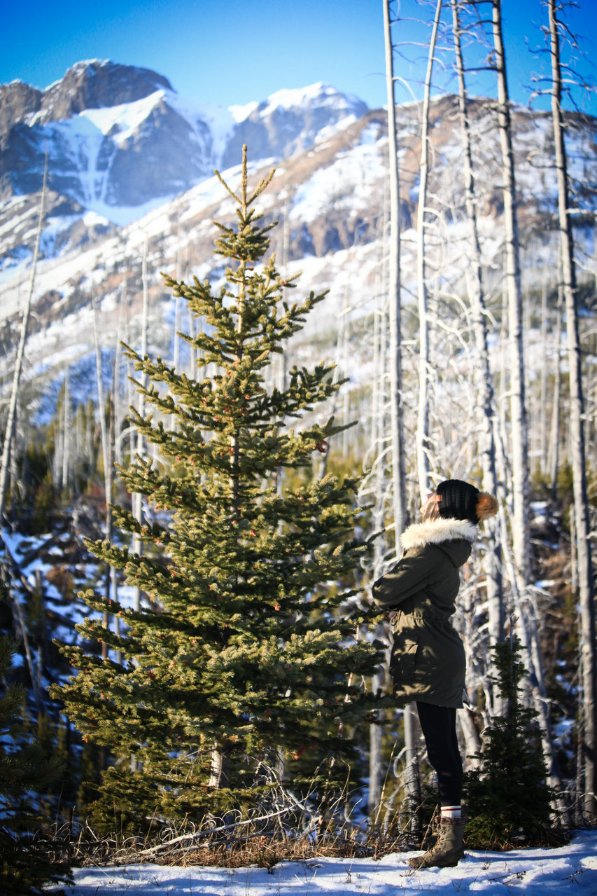 TREE 1 (1 of 1).jpg