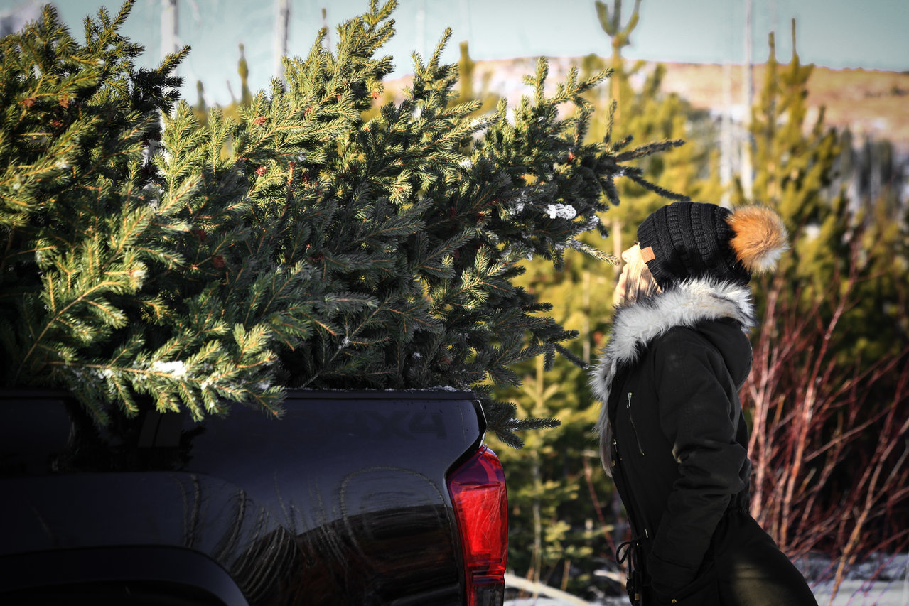 TREE 4 (1 of 1).jpg