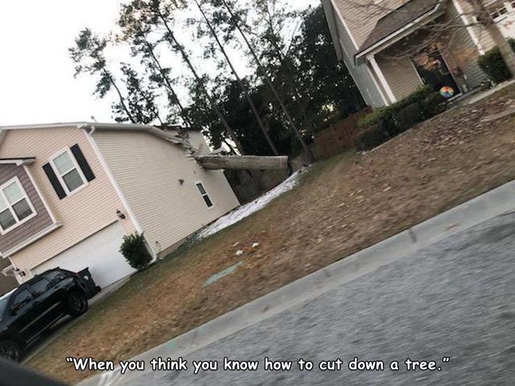 tree-cutting.jpg