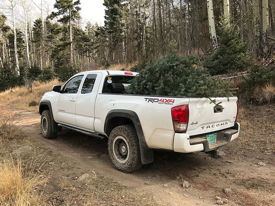 tree day 11_30_17.jpg