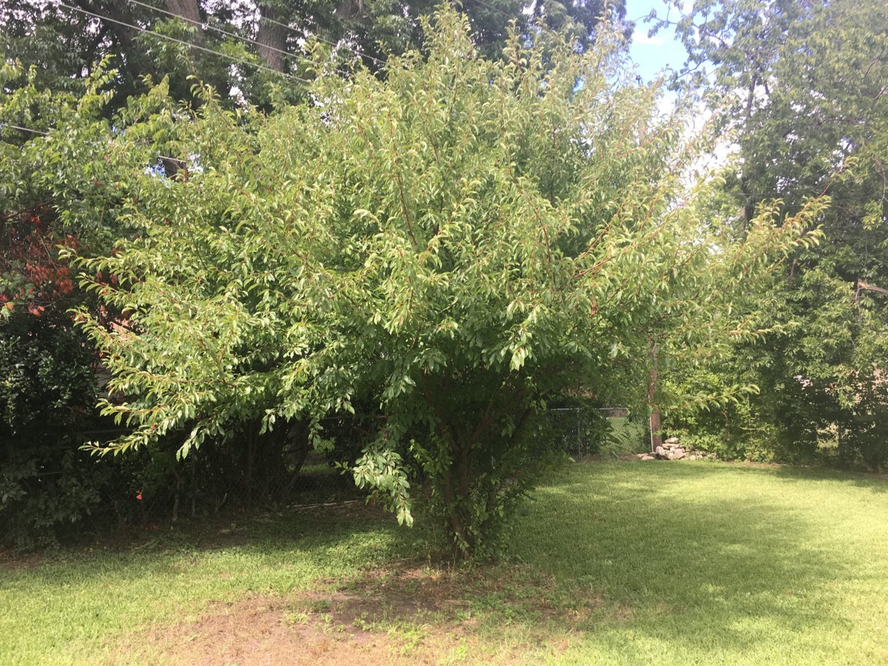 tree.jpg
