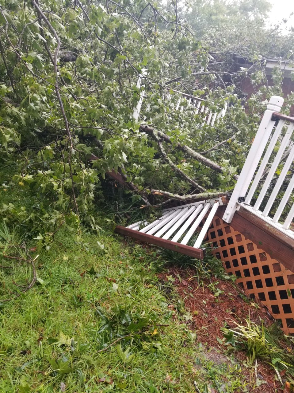 tree.jpg