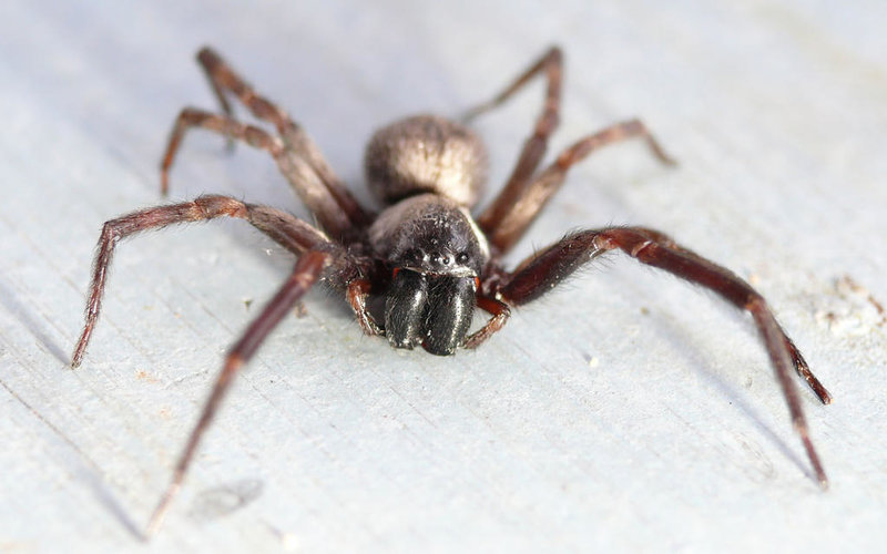 tree spider 2.jpg