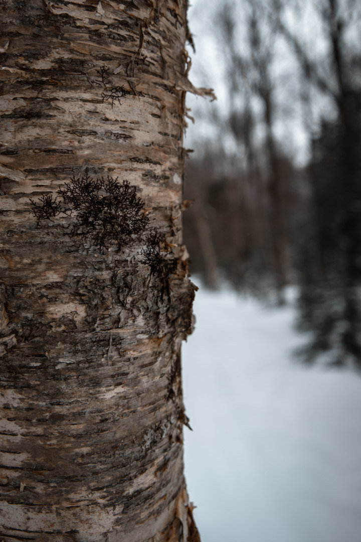 Tree Texture-037.jpg