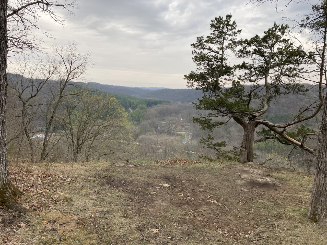 Tree view.jpg