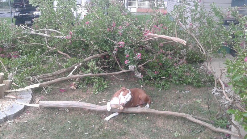 TREE YARD 020.jpg