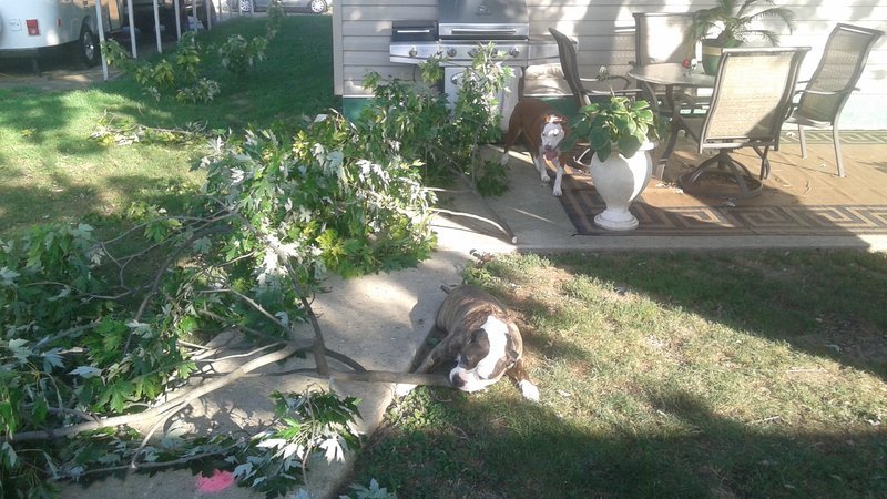 TREE YARD 028.jpg