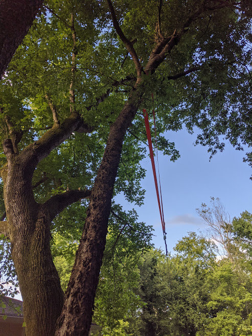 Tree1.jpg