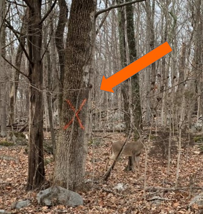 tree1.jpg