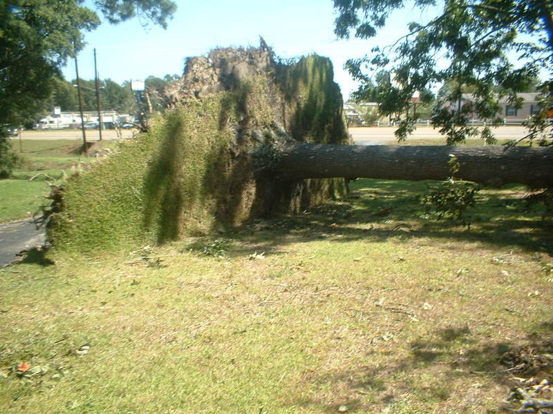 tree1_a5b12351622079017a3f868f4d31f1feabe27546.jpg
