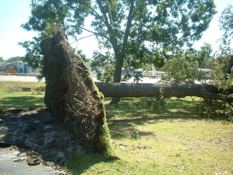 tree2_a0d88108ef077e98ff81ef269efbe3c09980fb26.jpg