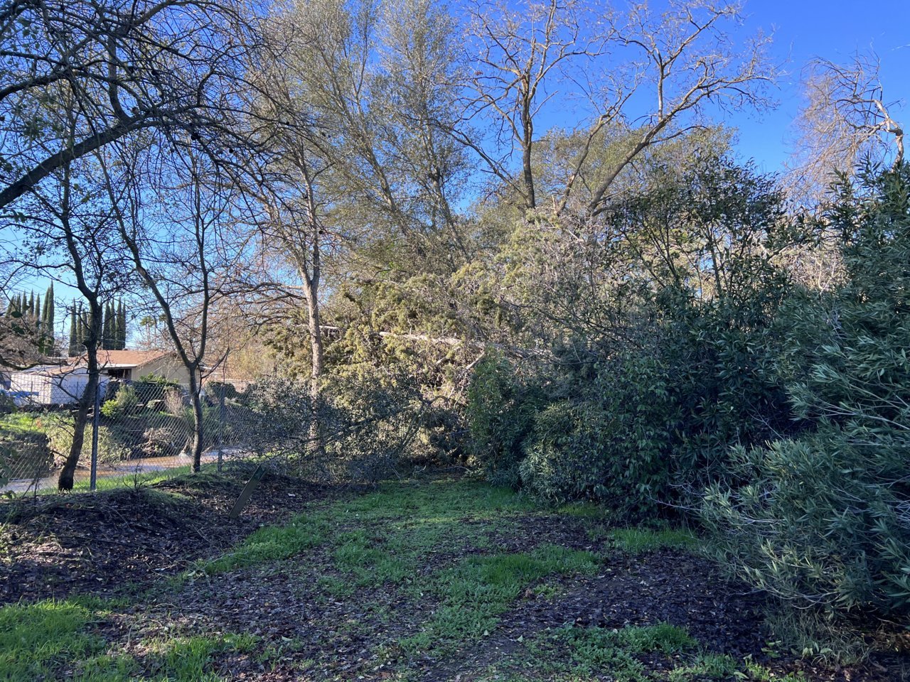 TREE3 JAN23.jpg