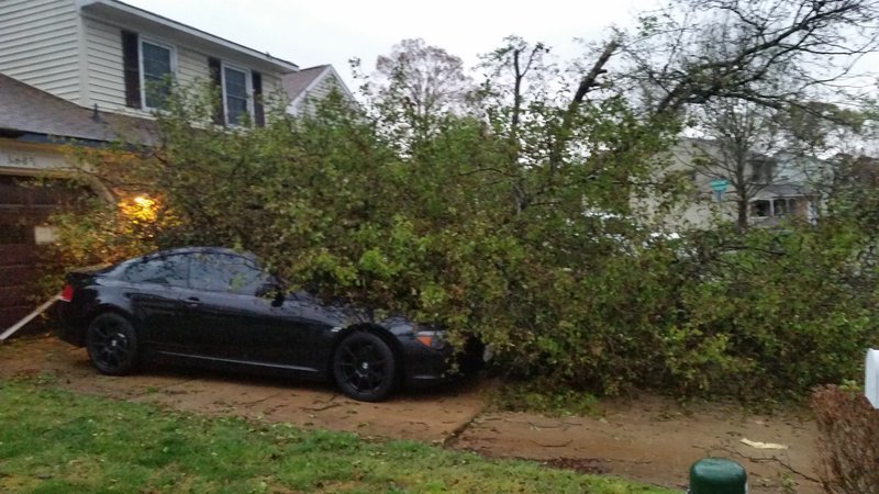 Tree3.jpg