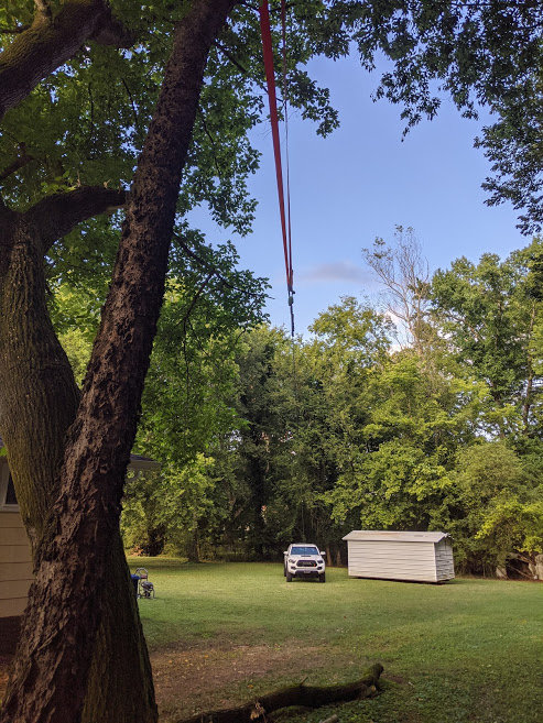 Tree3.jpg