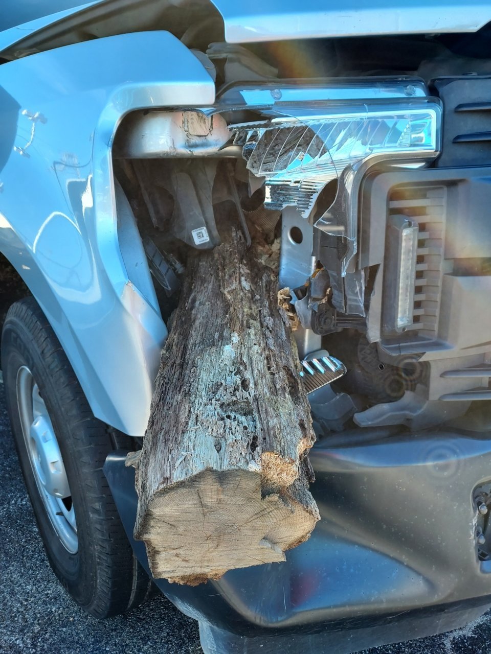 TREE3.jpg