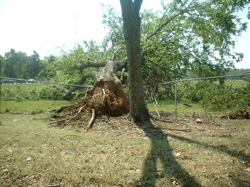 tree3_2997713dfdd3e15ae1390af7850a1d9cb3342b67.jpg