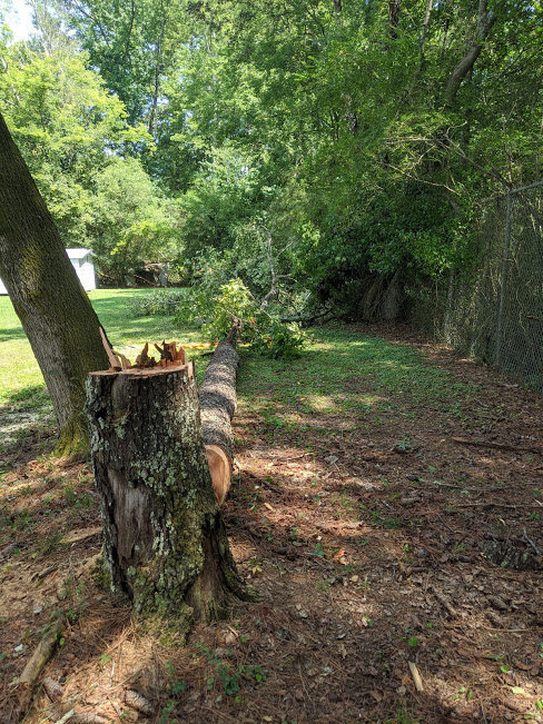 Tree6.jpg