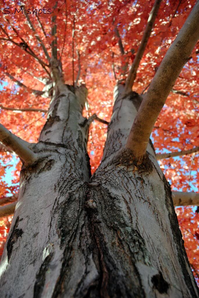 tree_94cc894bd2ebe9120bfd47ba516c8667a0a603cd.jpg