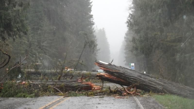 TreeDown_b32c2f8bcf09667f6d117a2c5a1841d49a9ba734.jpg