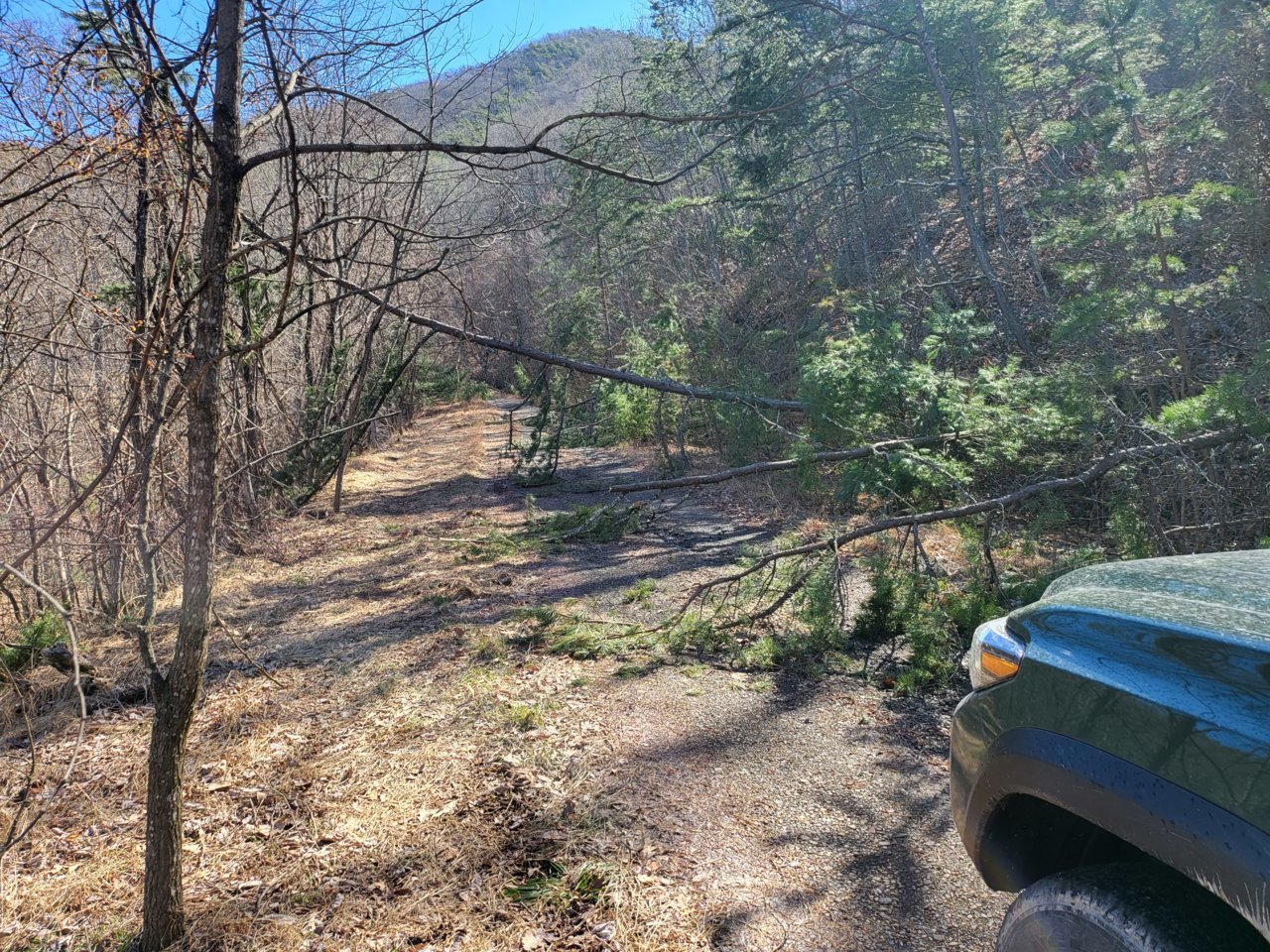 trees down 1.jpg