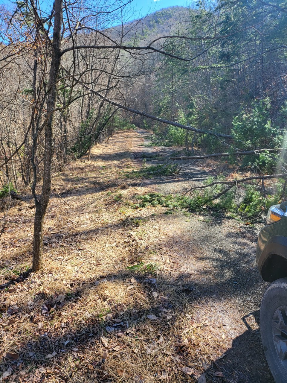 trees down 2.jpg