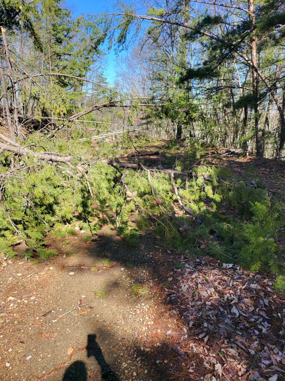 trees down 3.jpg