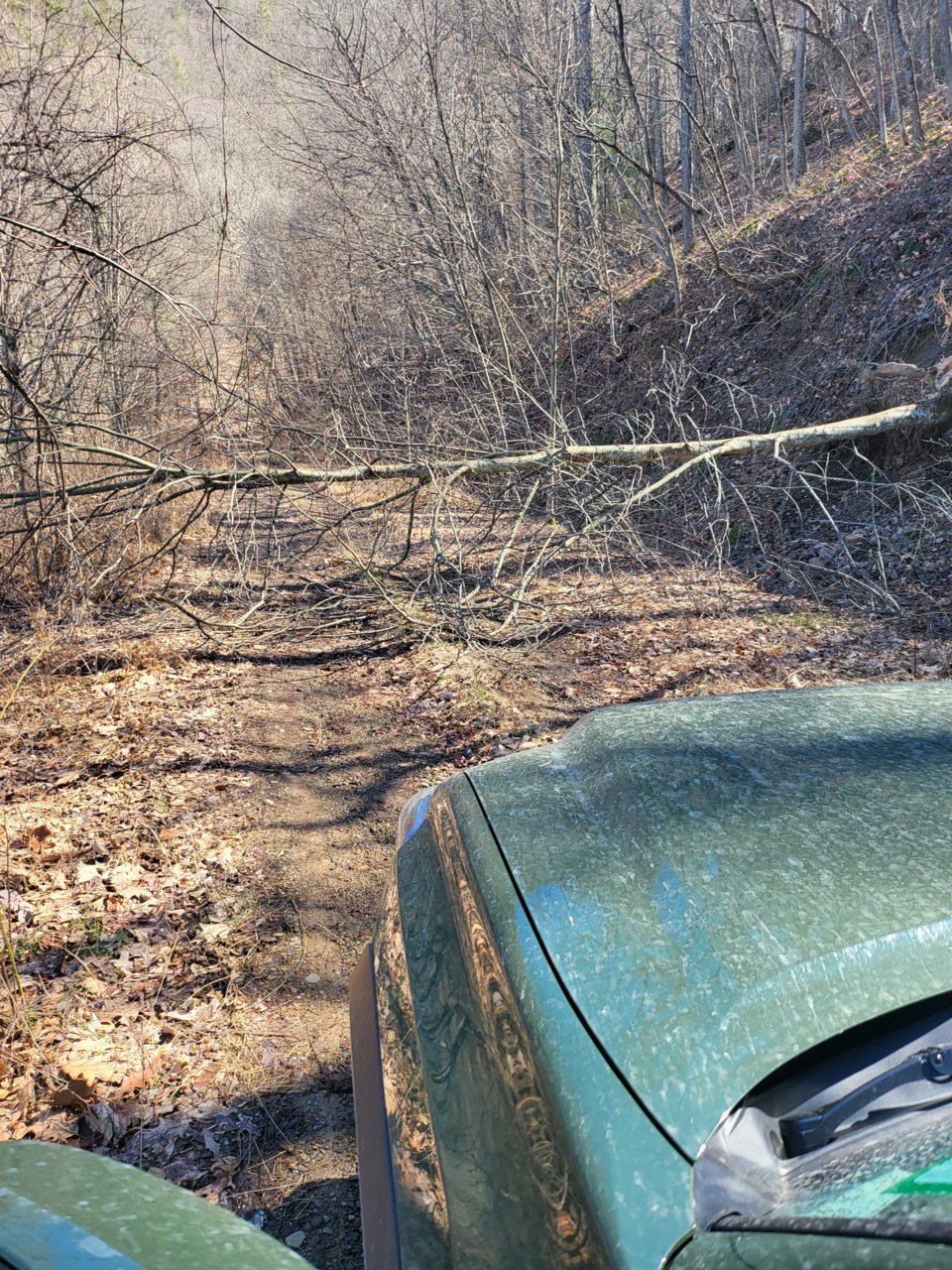 trees down 4.jpg