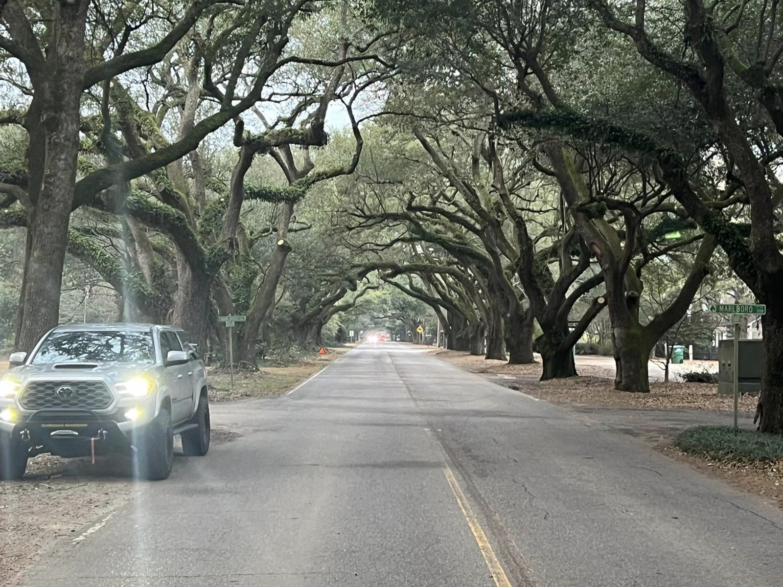 trees3.jpg