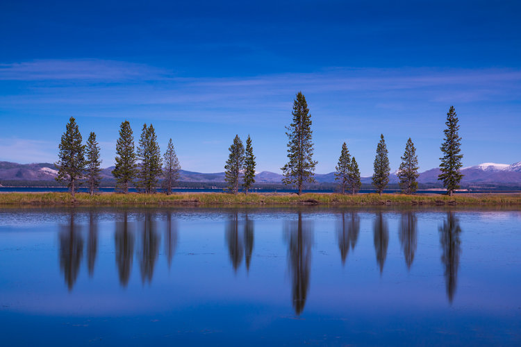 treessm_zps267e542a_da4c587df2a1ae87338d75a57af02b70554299c1.jpg
