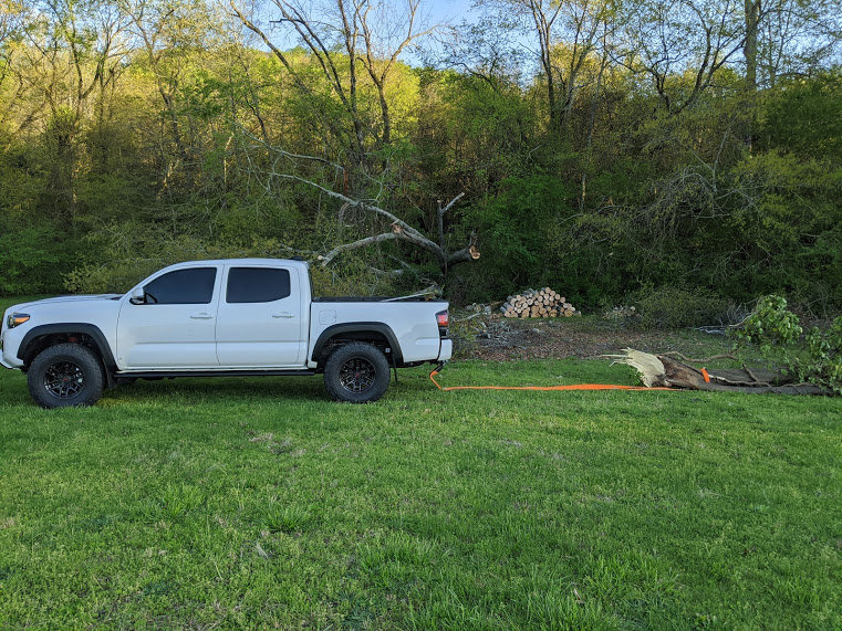 TreeWork.jpg