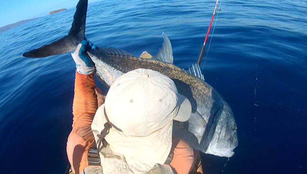 TrevallyCatchamprelease_zpsbf9e6de7.jpg