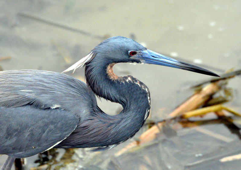 Tricolor Heron.jpg