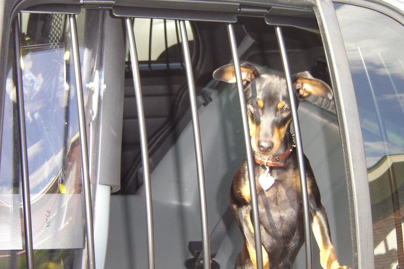 trigger in police car.jpg