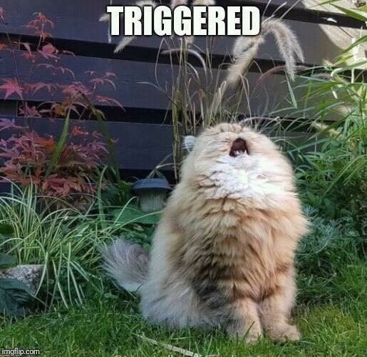 triggered.jpg