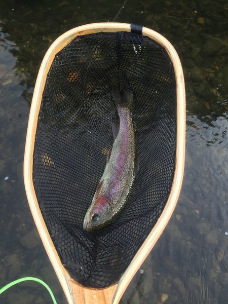 trout 2.jpg