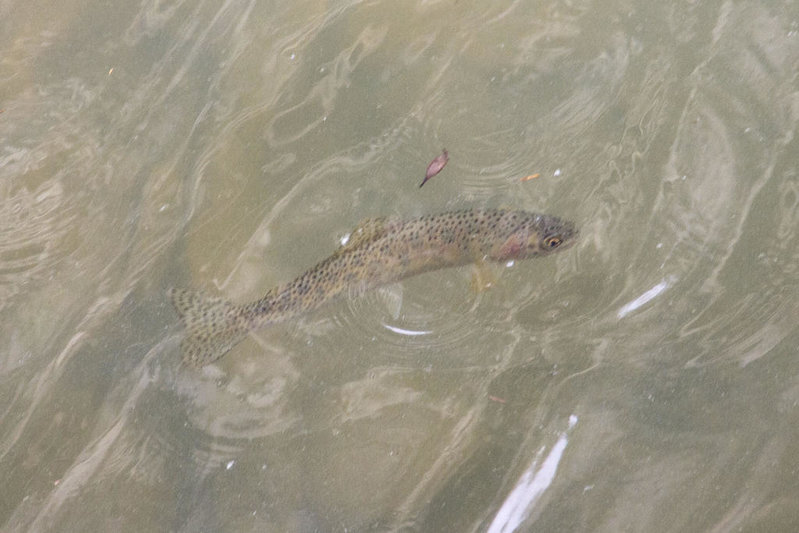 trout.jpg