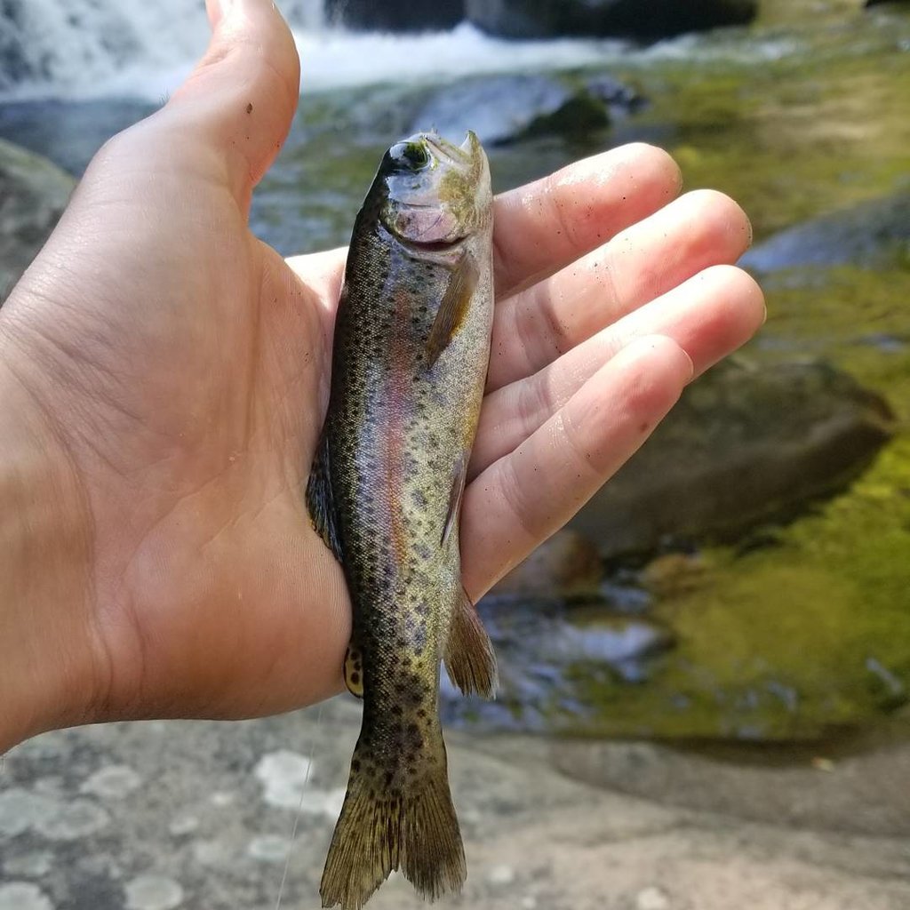trout.jpg