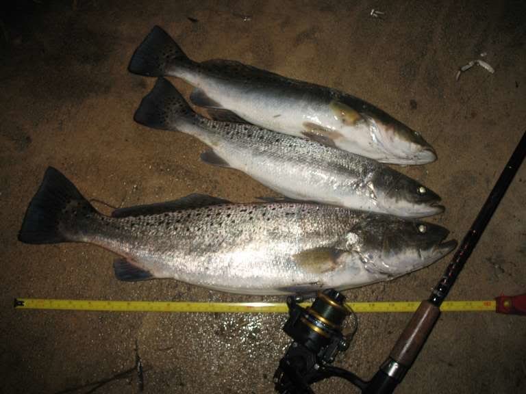 trout002_fc3cd1592e5dce6bc5d1a9da5e9af4f999a07926.jpg