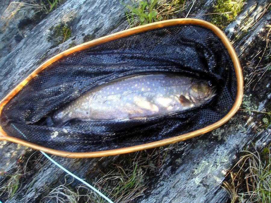trout3-5_ce2d7eff0dd9d6769b8f1d5d88c1ba8d57f13fc2.jpg