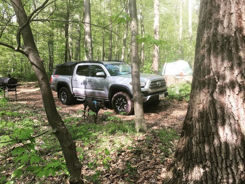 Truck and Dog.jpg