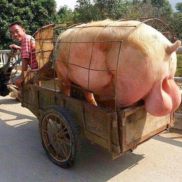 truck nuts.jpg