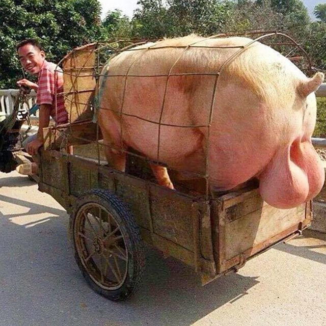truck nuts.jpg
